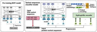 Predicting the Disease Risk of Protein Mutation Sequences With Pre-training Model